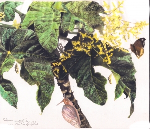 Obétia Ficifolia et Salamis Augustina