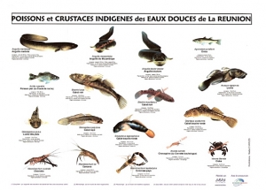 Poster poissons et macro crustacés d'eaux douces de la Réunion