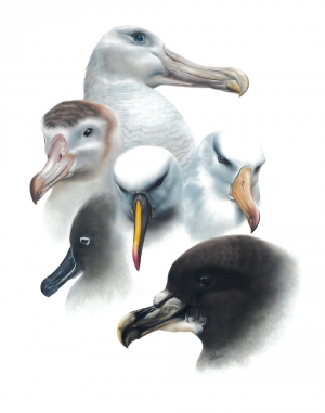 Portraits Grands albatros&pétrel