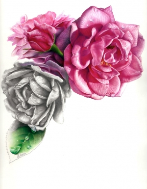 Rosa borboniana 