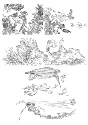 Planche coloriage pour les 5 espèces de tortues marines